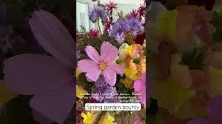 Thumbnail: Spring Beauty, grouped together and brought inside for everyone to enjoy 💞