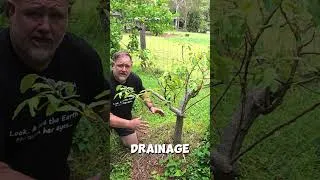 Thumbnail: This is why you can't grow avocadoes