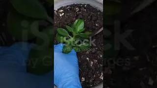 Thumbnail: 🌸Just 1 Spoon Under Any Plant – Instantly Brings It to Life!