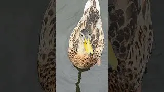 Thumbnail: Met a cute duck 🥰❤️ #naturelovers  #cute