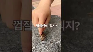 Thumbnail: 으악 먼가 움직이는데??? #아기쇼츠 #매미소리 #곤충사육