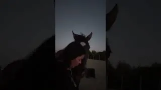Thumbnail: I love working with horses at liberty