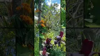 Thumbnail: Orange Hokkah Poppies Dress Style 2618 | Naples Botanical Garden 2023 | My Handmade Wardrobe