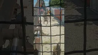 Thumbnail: Morlift 1000B Log Picker Trailer | Sexton Auctioneers August 2026 Online Equipment Auction
