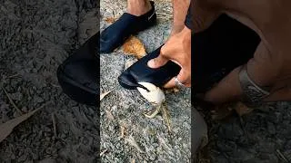 Thumbnail: He Messed With The WRONG Crab 🤣🤣