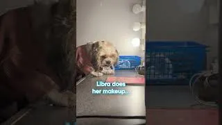 Thumbnail: A Day in the Life of a Stage Puppy | The Curious Incident of the Dog in the Night-Time