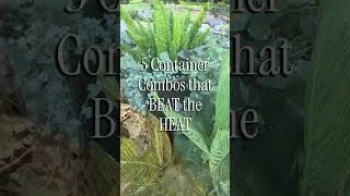 Thumbnail: Texas heat killing your plants?…Try 5 container combos that are still thriving! #TexasGardening