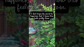 Thumbnail: The Secret to happiness 💕 #garden #lifeisbutadream #gardening #hummingbird