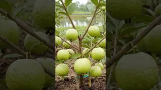 Thumbnail: 🍐Fastest Way to Multiply Guava Trees - Coconut Husk Air Layering🌱