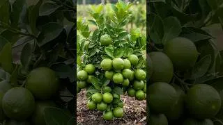 Thumbnail: 🍋Get Lemons in 1 Year! Professional Air Layering Technique!🌱