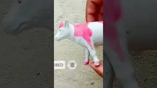 Thumbnail: how to make camel trolley woth loading cow