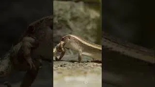 Thumbnail: 🦎 THIS LIZARD SHOOTS BLOOD FROM ITS EYES?! Nature’s Most WTF Defense Mechanism… #AnimalWTF