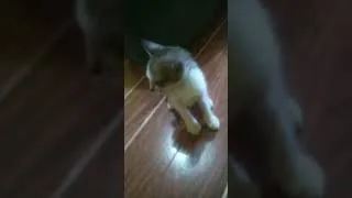 Thumbnail: My Pet Kitty Name: siomai