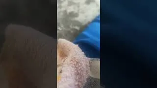 Thumbnail: The Pigs