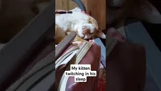 Thumbnail: I hope he has pleasant dreams #cats  #catshorts #orangecat