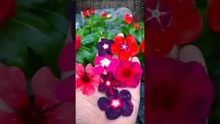 Thumbnail: ❤️vinca lovers❤️കമോൺ /#vinca /#shortvideo /#trendingshorts