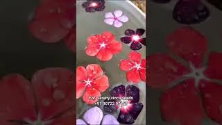 Thumbnail: വെറൈറ്റി ഹൈബ്രിഡ് വിങ്ക സീഡ്‌സ് ഫോർ sale/ #shortvideo /#shorts