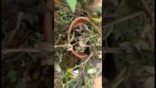Thumbnail: വിങ്കയെ കൊല്ലാനിതാ പുതിയൊരു വില്ലൻ /be careful /#shortvideo /#shorts /viral