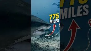 Thumbnail: Giant Sharks Have a 775-Mile Secret 🦈 #shark  #ocean #secret #sharkfacts