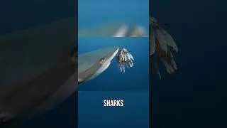 Thumbnail: Sharks Vs Lionfish: Did Humans Mess With The Ocean?