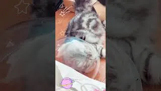 Thumbnail: An average morning for my cat 🥲