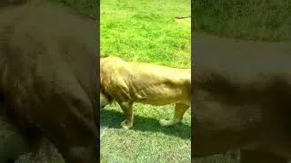 Thumbnail: Seeing two huge Lions 3D in Maasai Mara,Kenya💃🏽