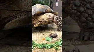 Thumbnail: Mr.T not too happy with this situation
