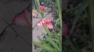 Thumbnail: Gladiolus