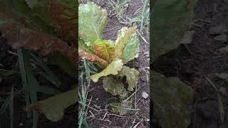 Thumbnail: Fall Garden Sneak Peak