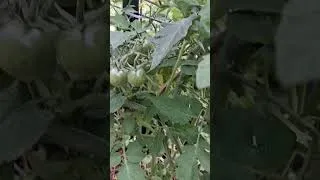 Thumbnail: I Took THIS MUCH Out of My Tomatoes!