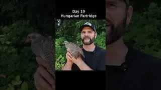 Thumbnail: Day 19: 100% Homegrown Hungarian Partridge Paprikash! 🍲 | Home Harvest Food Challenge - Shawn Woods