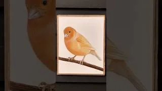 Thumbnail: Small Canary Bird Drawing #softpastel #art