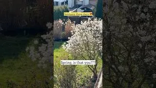 Thumbnail: Spring is finally Springing 🌸#shorts #shortsfeed #shortvideo #spring #germany