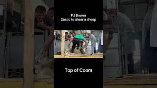 Thumbnail: 26 sec to shear a sheep #irish #farming #farm #sheep