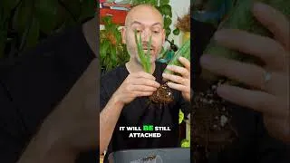 Thumbnail: Clone Your Aloe Vera