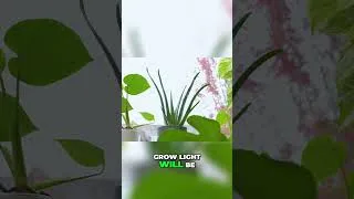 Thumbnail: Why Your Aloe Is Looking Grey