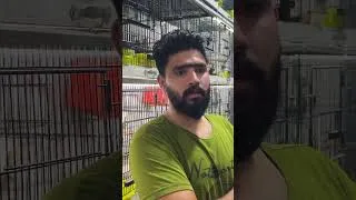 Thumbnail: Java Finch Business: Lakhon ka Munafa! 💸 #Shorts #birdsbusiness  #businessideas #javafinches
