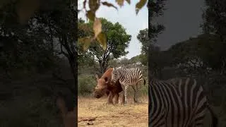 Thumbnail: Tytan the Rhino and Notty the Zebra, the Best of Friends | Sheldrick Wildlife Trust