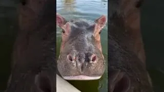 Thumbnail: Bobbing About With Bumpy the Orphaned Hippo | Sheldrick Wildlife Trust