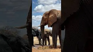 Thumbnail: Magnificent Displany of Elephant Respect at Ithumba | Sheldrick Wildlife Trust