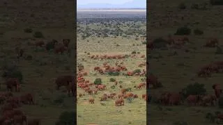 Thumbnail: Giant Elephant Herds of Tsavo | Sheldrick Wildlife Trust