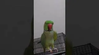Thumbnail: Parrot talking mummy | Parrot talking radhe radhe | 💖🌷👌 #mithu #parrot #tota