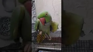 Thumbnail: parrot talking radhe radhe | parrot talking sita ram | 🌷 ♥️👌 #mithu #parrot #tota