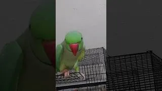Thumbnail: Parrot talking sita ram | सीता राम बोलने वाला तोता |🥰 ♥️ 🙏#mithu #parrot #talkingparrot