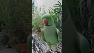 Thumbnail: Parrot talking mummy | Parrot talking betu | मम्मी | 💖🌷👌#parrot #mithu #tota