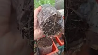 Thumbnail: Seed Snails update #growyourownfood #gardening
