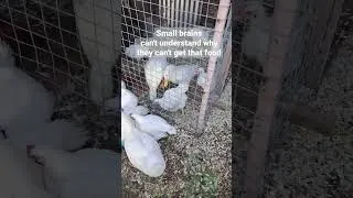 Thumbnail: Small brains don't see that the gate is open to the food