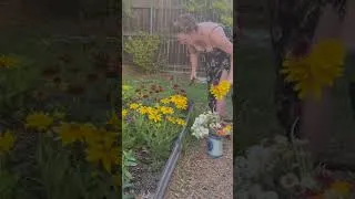 Thumbnail: Harvesting blooms in this filtered early morning light #cutflowers #cutflowergarden #texasgardening