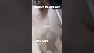 Thumbnail: Brush time ❄️ 🍪 #cat #kitten #funny