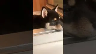 Thumbnail: SHIBA INU RANDOM MOMENTS #4